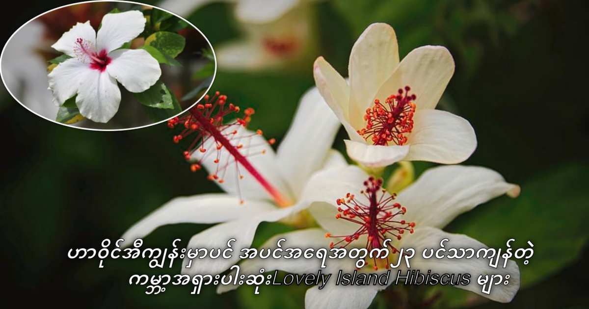 //s9.kh1.co/8b/8b15fda1db39b3faa60faf424f4cd8c4521008fe.jpg