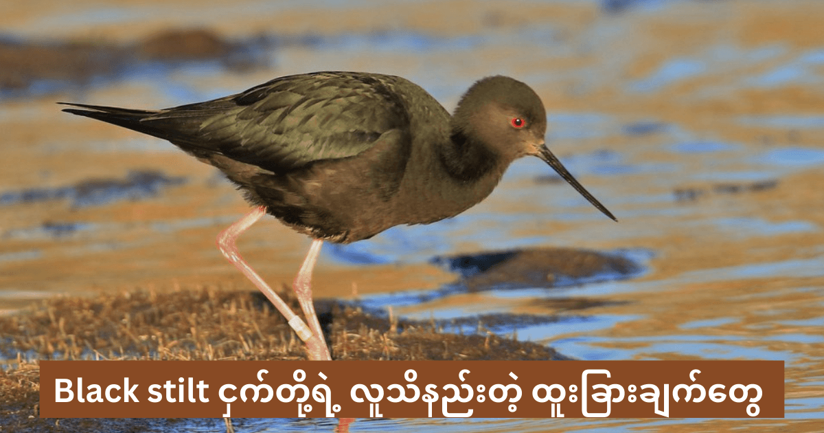 //s9.kh1.co/8b/8b8c5fa825ba4dce04d2f1e49b8f07ab82593825.png