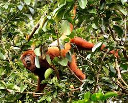 Photo Credit – From Google