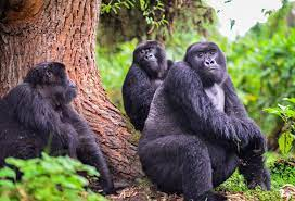 Photo Credit - Kingdom