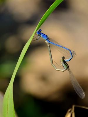 Photo Credit – From Google