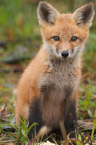 Photo Credit - From Google