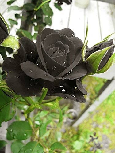 https://s9.kh1.co/__image/w=375,h=500,q=100/20/20e0e6aa52b86df5674b2e31822553e1e6185c87.jpg
