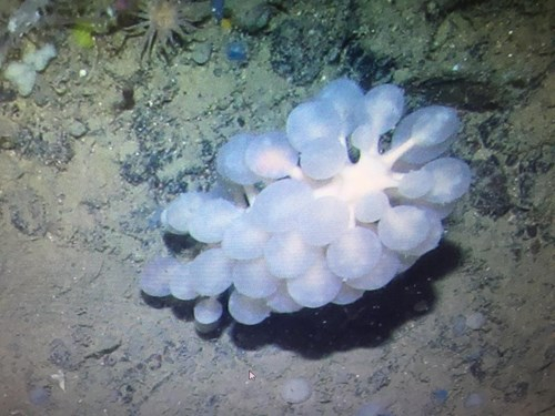 Photo Credit – From Google