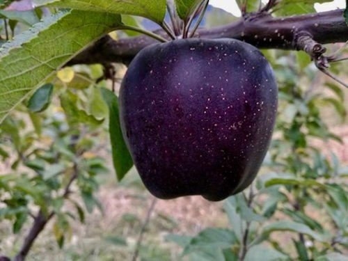 ផ្លែប៉ោមពណ៌ខ្មៅ