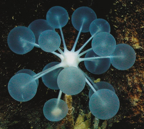 Photo Credit – From Google