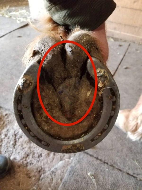 ဝိုင်းပြထားတဲ့နေရာက ထိခိုက်လွယ်တဲ့နေရာပါ။