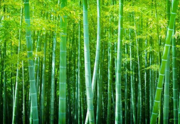 Photo Credit – From Google