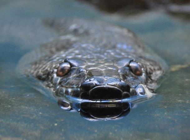 Photo Credit - Ancient Origins