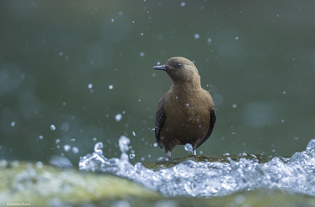 Photo Credit - From Google&nbsp;