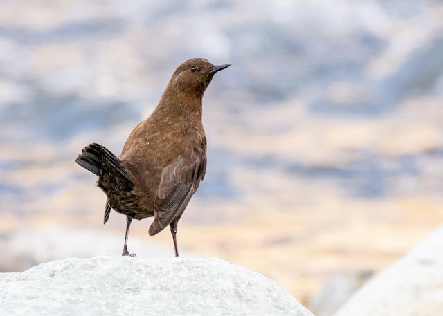 Photo Credit - From Google&nbsp;