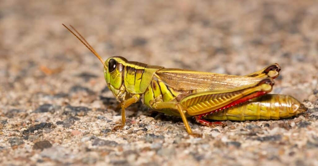 Photo Credit - From Google