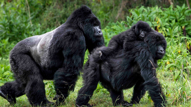 Photo Credit - Kingdom