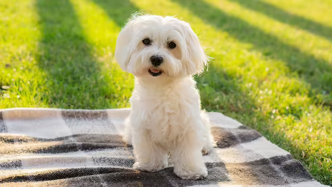 Maltese