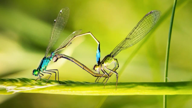 Photo Credit – From Google