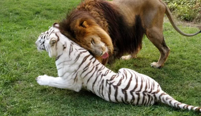 Photo Credit – From Google