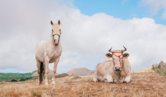 Photo Credit – From Google