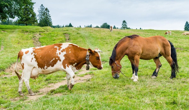 Photo Credit – From Google