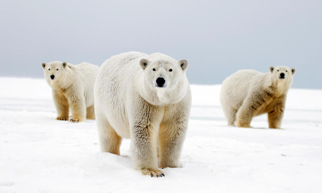 Photo Credit – worldwildlife