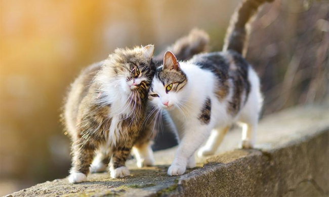 Photo Credit – From Google