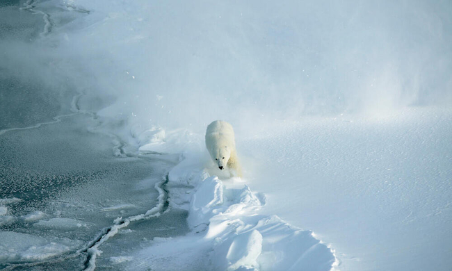 Photo Credit – worldwildlife