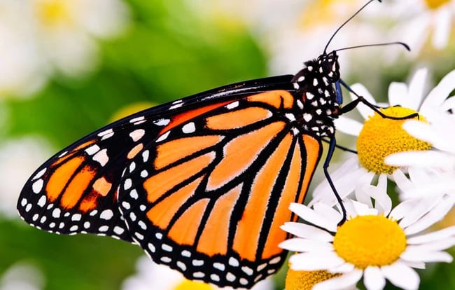 Photo Credit – From Google