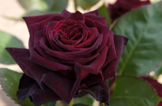 . Black Baccara