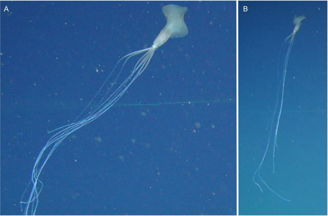 Photo Credit – From Google