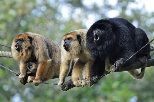 Photo Credit – From Google