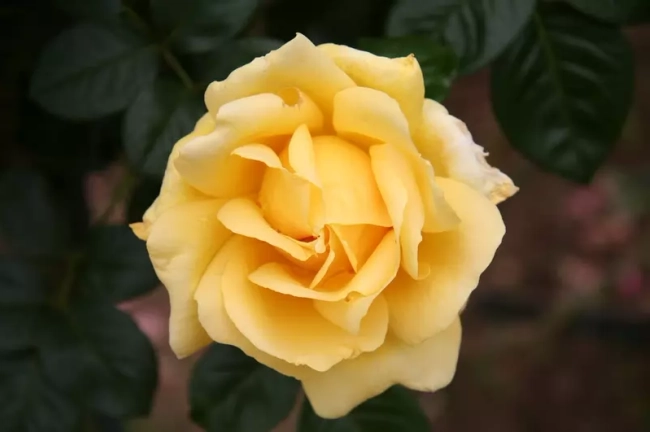 Michelangelo Rose