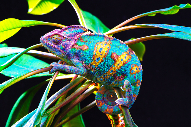 Photo Credit – From Google