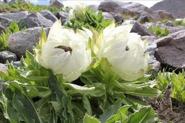 Photo Credit – From Google