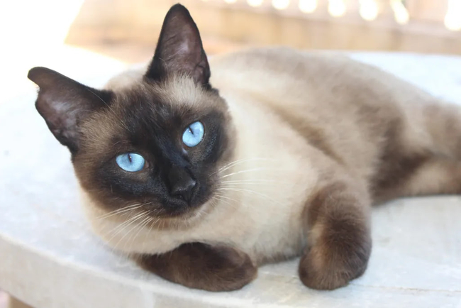 Ragdoll ကြောင်