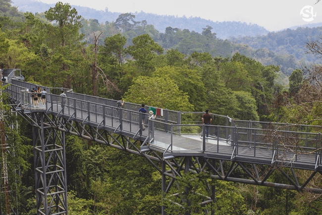Canopy Walks