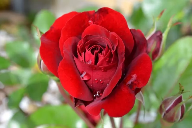 Victor Hugo&nbsp;