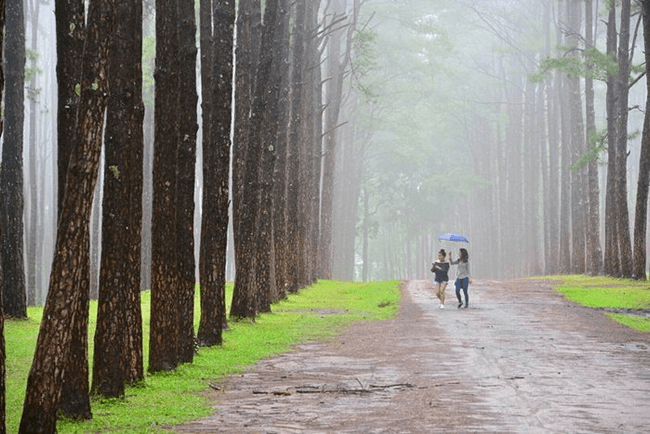 ឧទ្យាន Bo Kaeo Pine Tree Garden