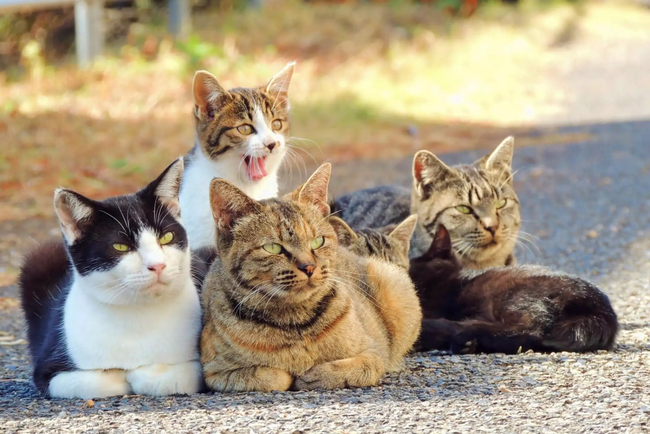 Photo Credit – From Google