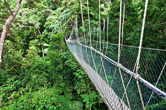 ស្ពានខ្សែពួរនៅ Taman Negara