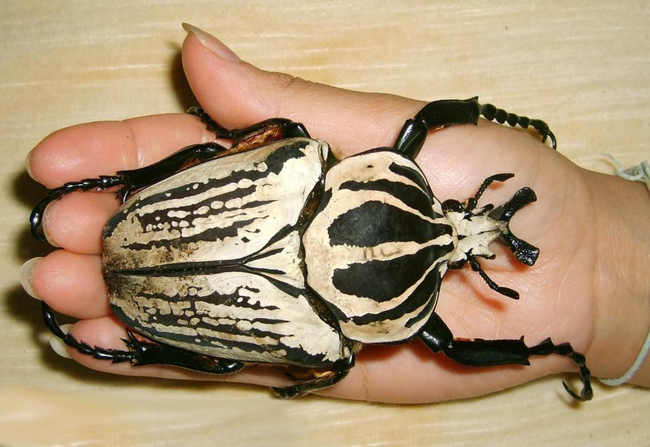 Photo Credit – From Google