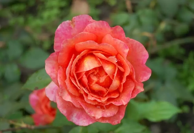 Albrecht Durer
