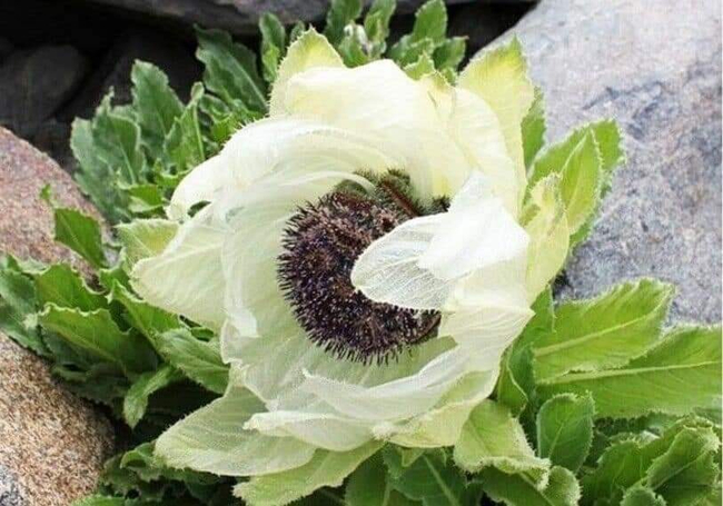 Photo Credit – From Google