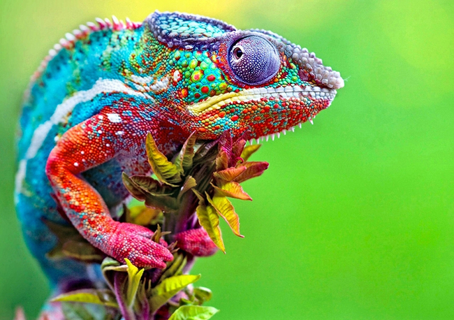 Photo Credit – From Google