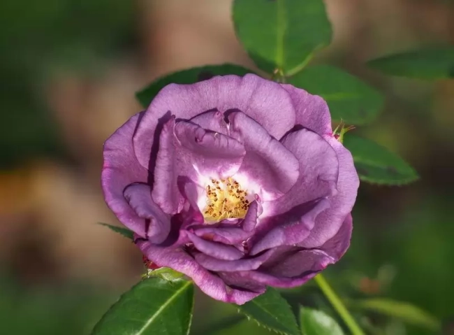 &nbsp;Rhapsody In Blue