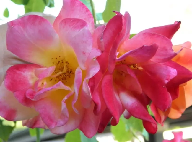 Joseph’s Coat Rose