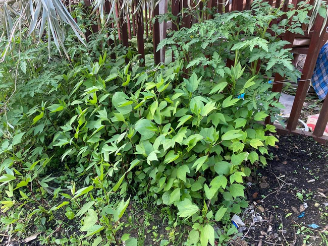 Photo Credit:Melody Myo's Facebook Account