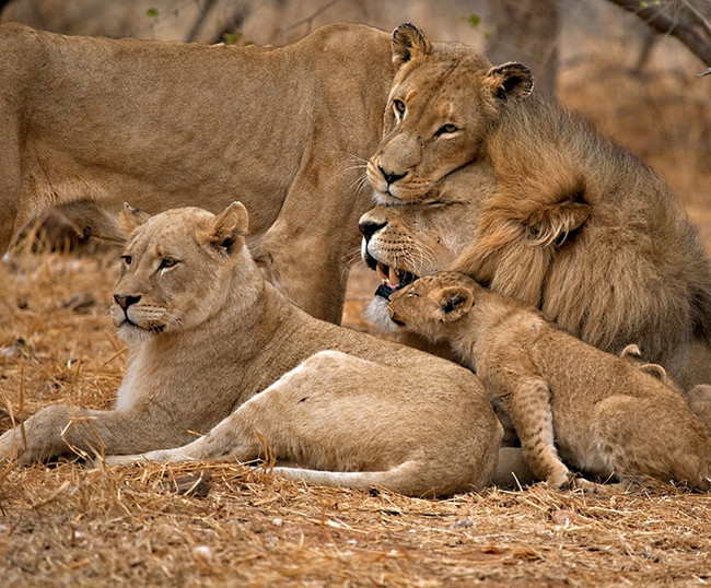 Photo Credit – From Google