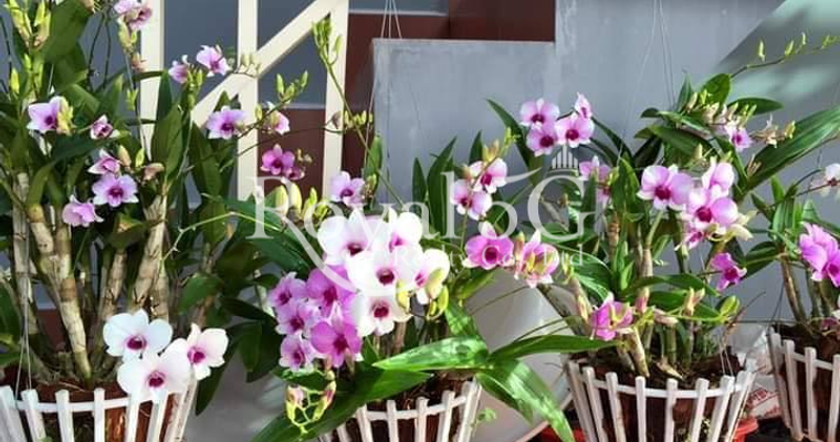 Building For Sale or Rent Sangkat Toul Tumpoung1 Khan Chamkarmon